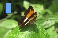 Scene 60_Adelpha d. delinita on leaf